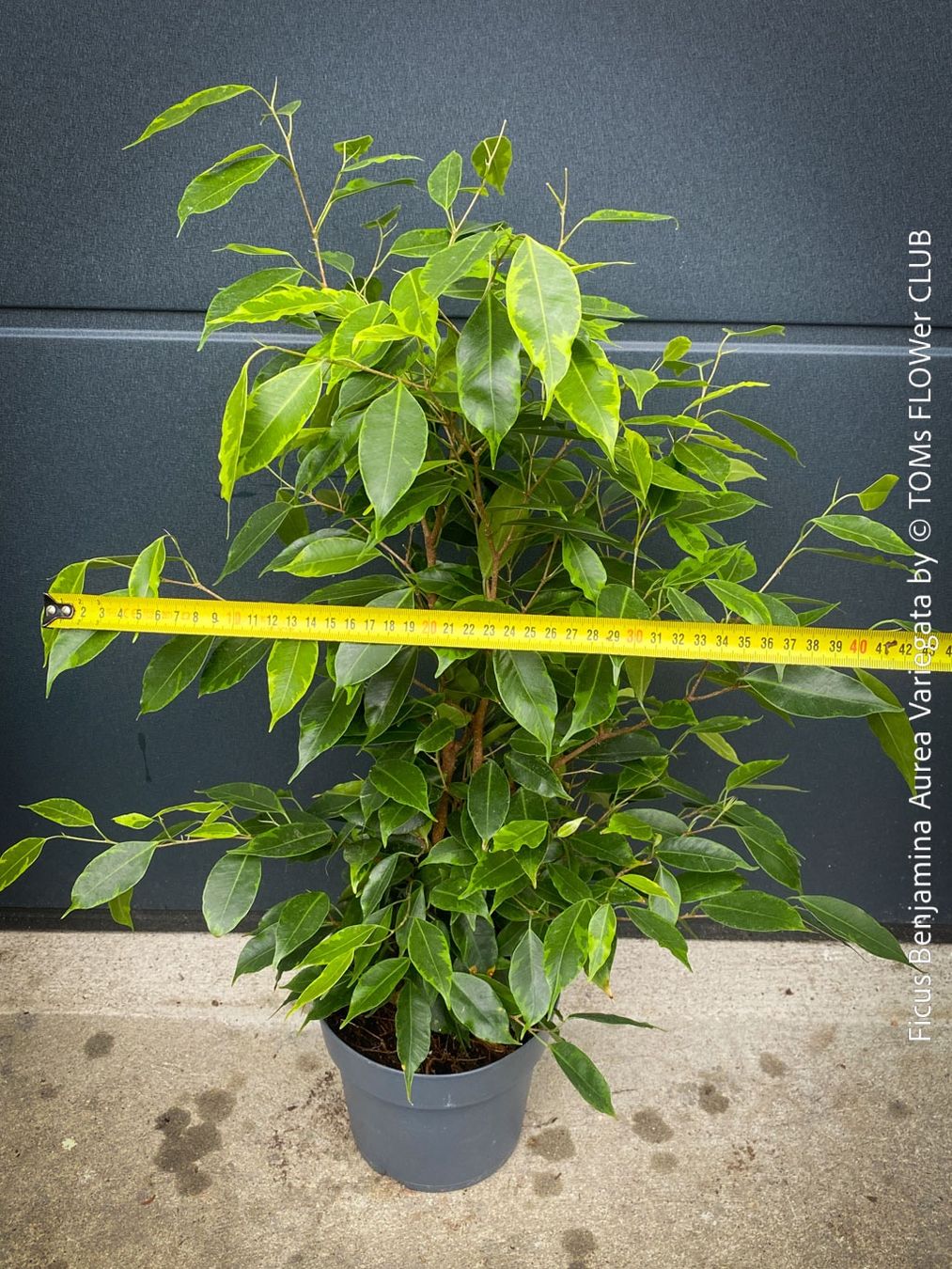 Piante & sementi: Ficus Benjamina Aurea Variegata - gold-panaschiert – Nuovo e nell'imballaggio originale da Adliswil venduto da TAKEYOURPLANT 3