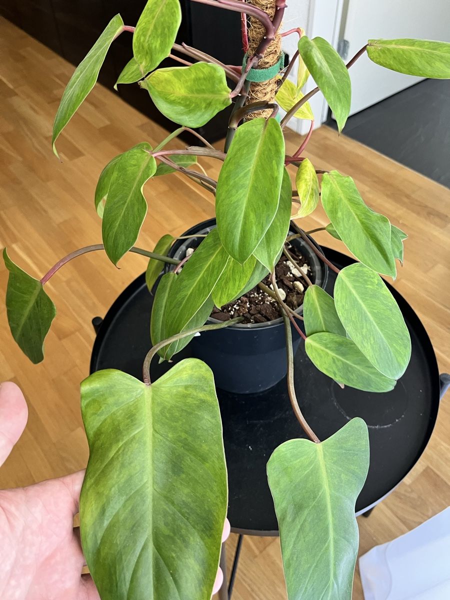 Piante & sementi: Philodendron painted lady – Usato da Uster venduto da ke114 1