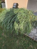 Grosses Ziergras / Chinaschilf zu verkaufen
