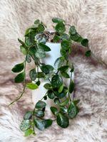 Hoya biakensis splash