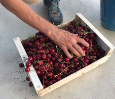 Cerises Bio