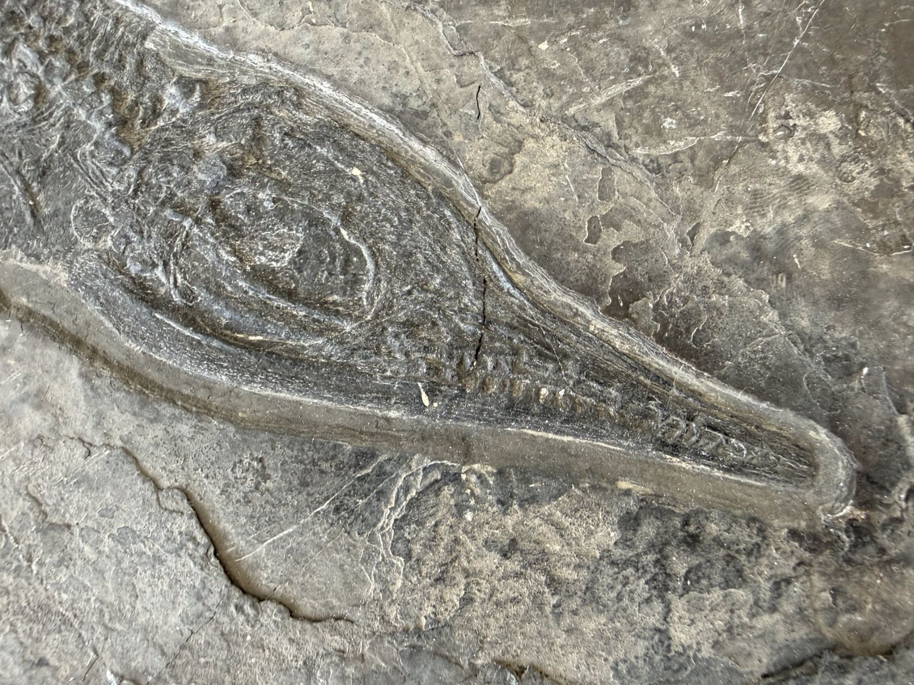 Fossili: Mega Rarität Mixosaurus – Usato da schüpfen venduto da rica122 1
