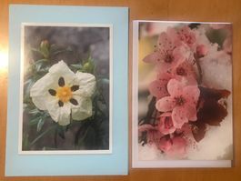 2x Grusskarten Blumen