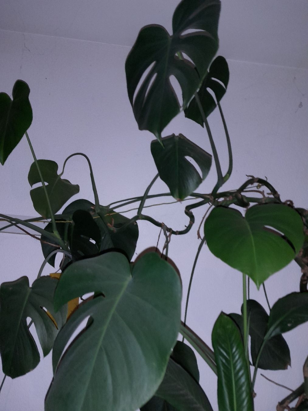 Piante & sementi: Monstera Deliciosa, pianta da interno robusta e sana – Usato da Carena venduto da bdi_dz9m 2