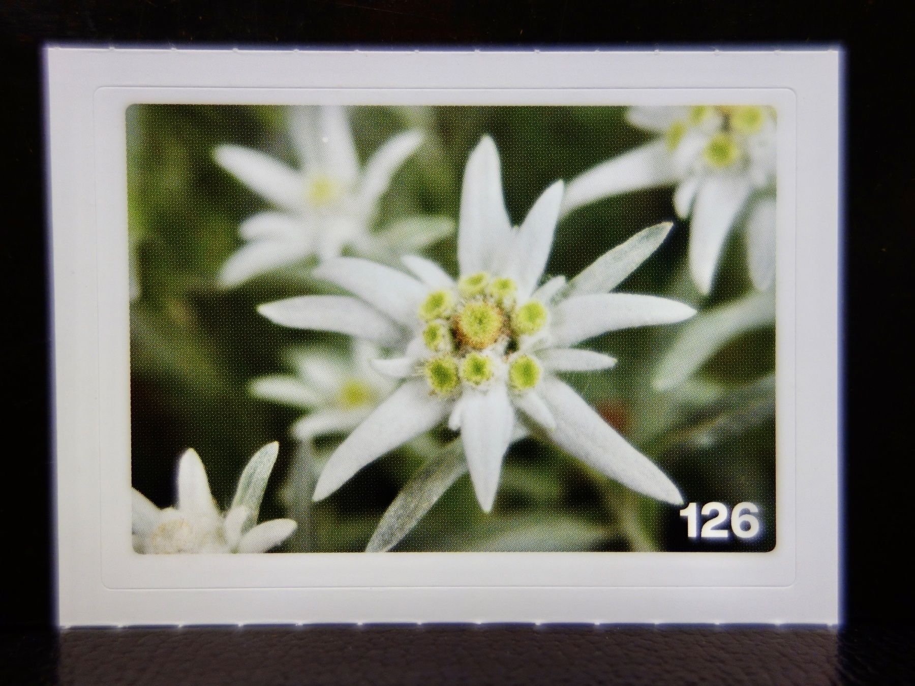 Migros Carte collezionabili: MIGROS MANIA Nature Detectives Nr. 126 – Nuovo e nell'imballaggio originale da Kerzers venduto da djstarsky73