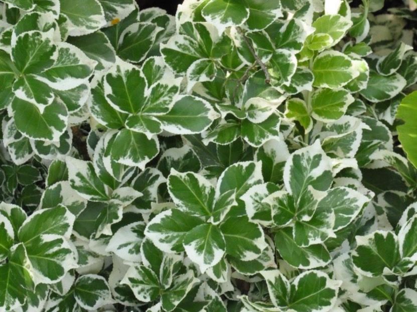 Piante & sementi: EUONYMUS FORTUNEI - Kriechspindelstrauch – Nuovo (secondo la descrizione) da Buchs AG venduto da fischli610 1