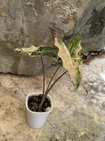 🪴 Alocasia Pseudo Sanderiana Pink