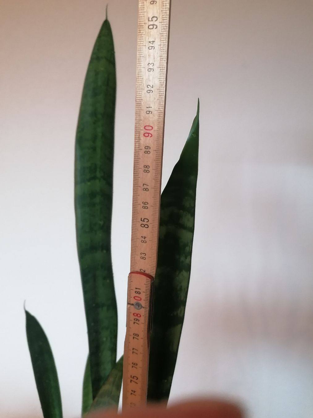 Piante & sementi: Grand Sansevieria - arrosage minimal – Usato da Le Mont-Pèlerin venduto da dundun1 2