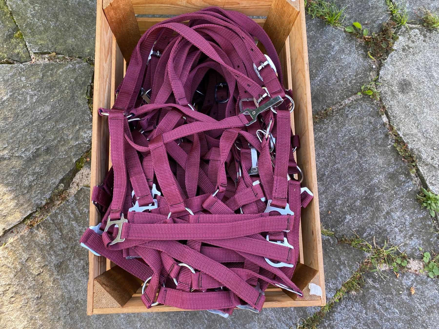 Kutschen: 50 schöne Nylonhalftern – Neu (gemäss Beschreibung) aus Feldbach von Fea1 1