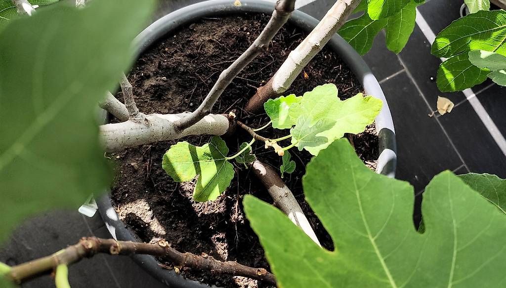 Pflanzen & Samen: Feigenbaum – Gebraucht aus Gersau von irenja 1