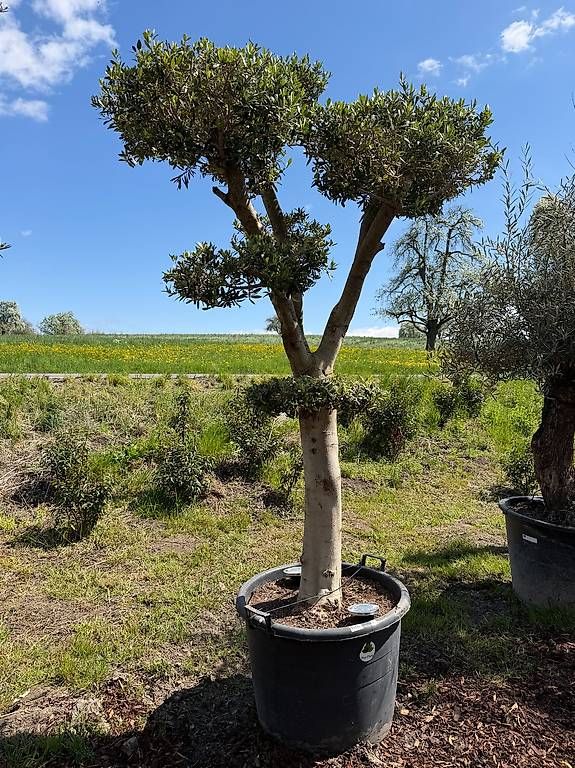 Pflanzen & Samen: Olivenbaum "Pom-Pom 1 – Gebraucht aus Zuckenriet von Thur_Plant 2