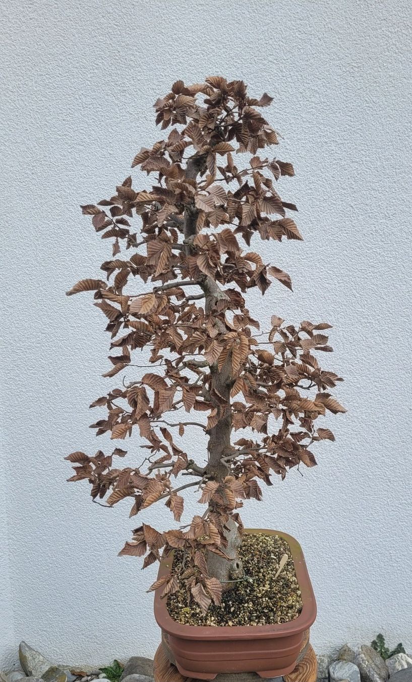 Piante & sementi: Hainbuche Bonsai – Nuovo (secondo la descrizione) da Fehraltorf venduto da 100_Konzert 7