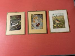 3 Alte Bilder mit Vogelmotiven gerahmt 