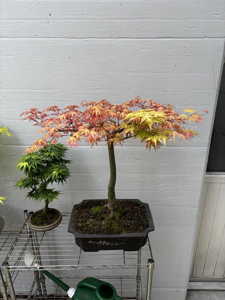 Pflanzen & Samen: Acer Palmatum Seigen Bonsai – Gebraucht aus Zürich von horoffra