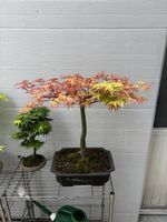 Acer Palmatum Seigen Bonsai