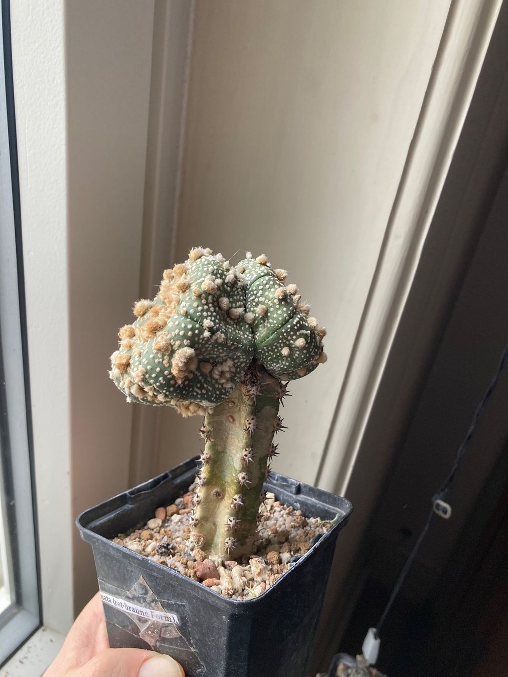 Piante & sementi: Super Astrophytum Asterias Doppelkopf – Usato da Zürich venduto da tilala17 3