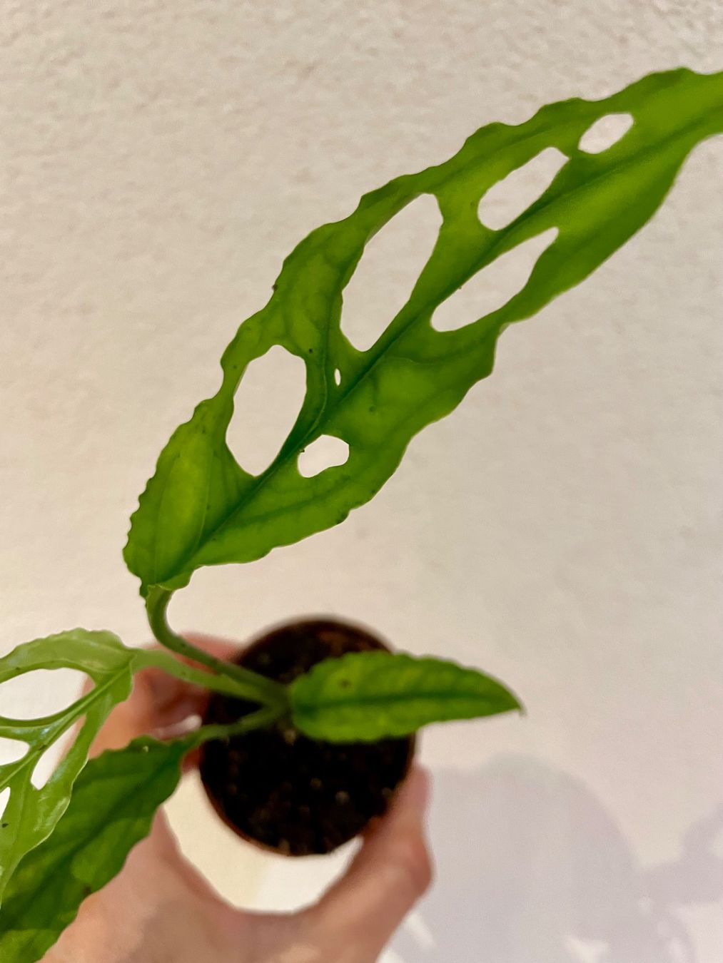 Pflanzen & Samen: Monstera adansonii obliqua peru – Gebraucht aus Zürich von Plant_lady 3