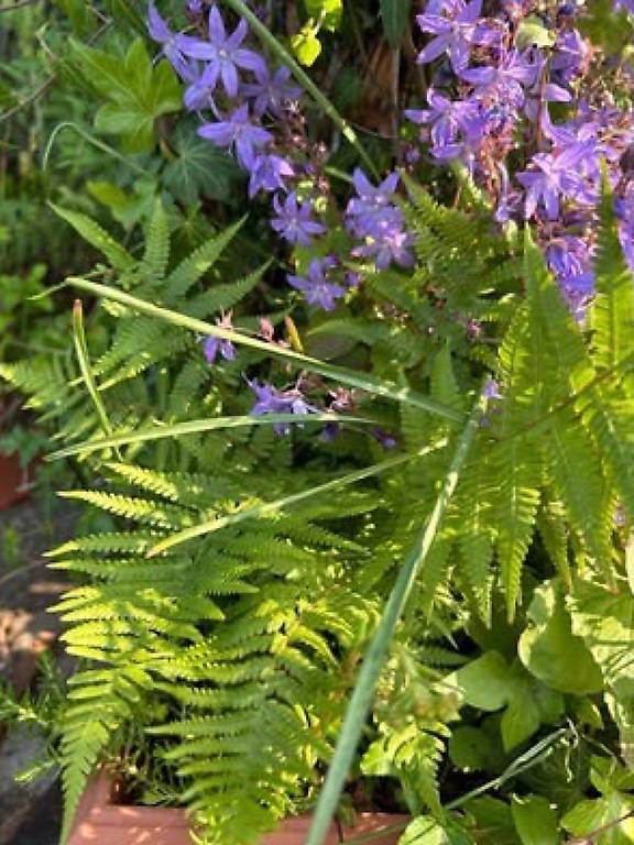 Pflanzen & Samen: 4 Pflanzen im Topf  – Gebraucht aus Frauenfeld von Irene.Schuppli 2