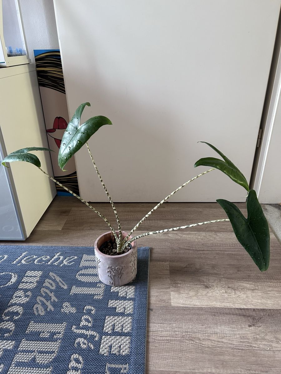 Piante & sementi: Alocasia Zebrina – Nuovo (secondo la descrizione) da Scherzingen venduto da Elefantenohr.ch 1