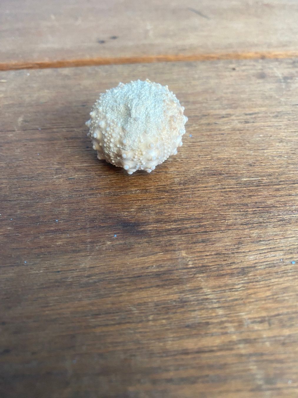 Fossiles: Fossiler Seeigel (Echinoidea) – D'occasion à Möhlin par Glunggi 2