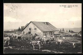 AK Creux du Van, Le Soliat, Kuhherde