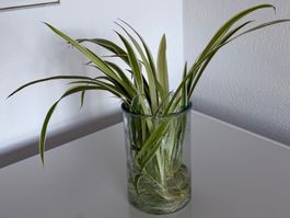 Grünlilien, 1 x grosse Grünlilie, Jungpflanze, ca. 32 cm