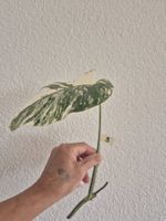 Monstera Ableger Variegata - Seltene Schönheit für Zuhause