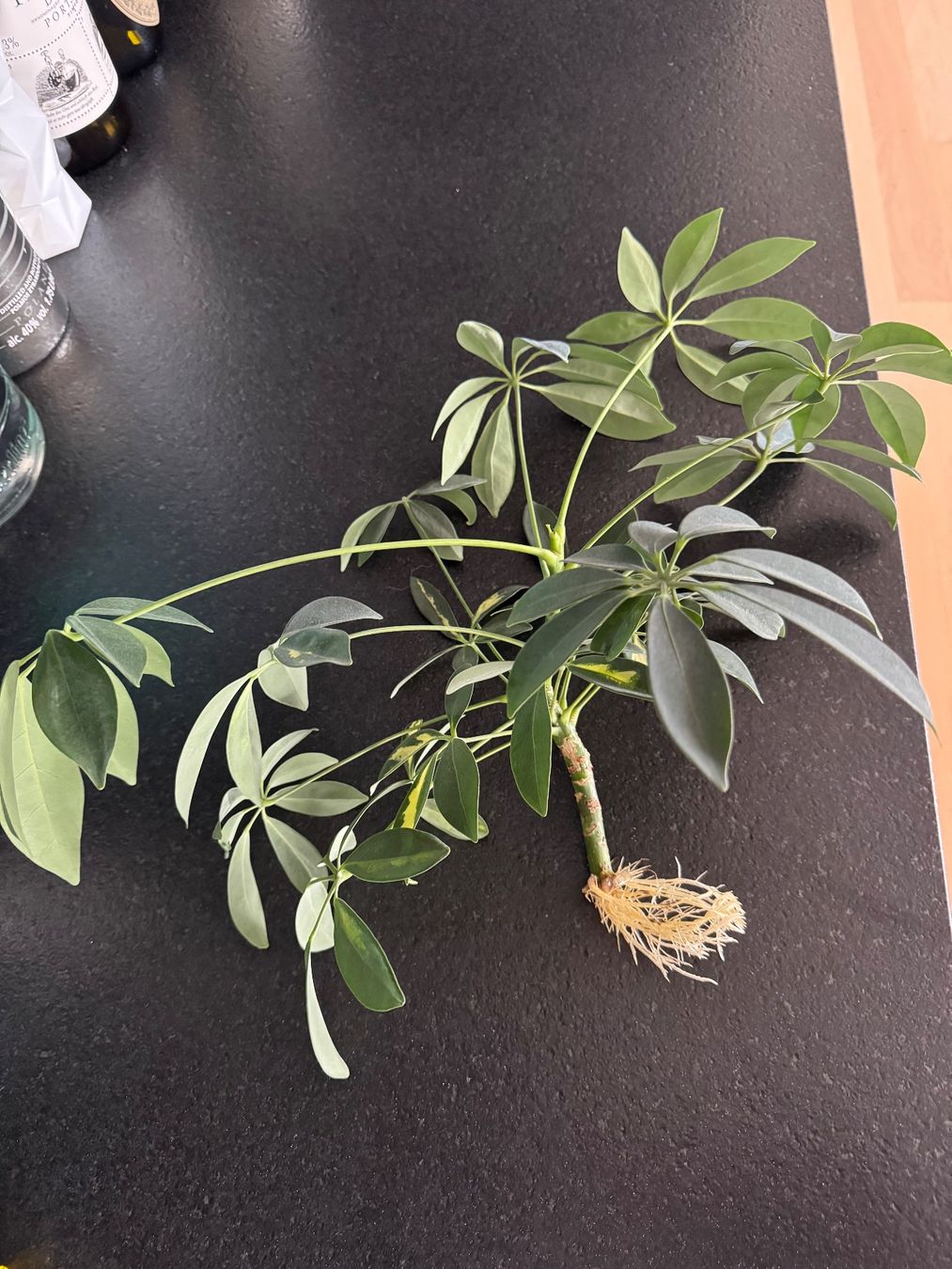 Piante & sementi: Schefflera Zimmerpflanze – Usato da Kloten venduto da Tanjaselina 1