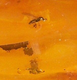 Catenine: Bernstein Kette mit Insekt – Usato da Dübendorf venduto da alracfo 5