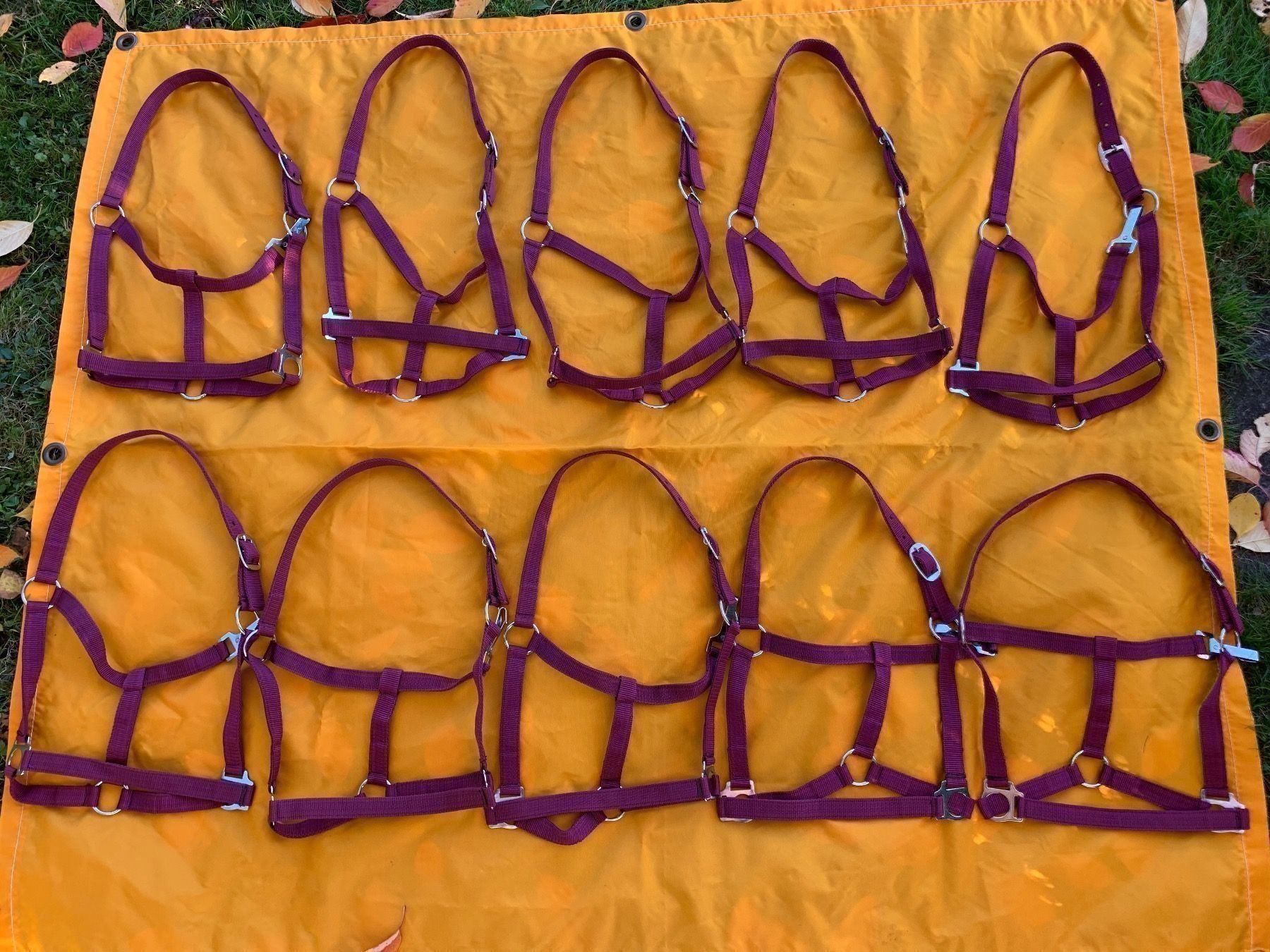 Briglie & Cavezze: 10 schöne Nylonhalftern – Usato da Feldbach venduto da Fea1 9