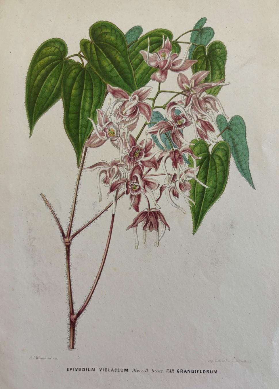 Grafica & Litografie: Lithographie um 1850, Botanik, Pflanzen, Blumen – Usato da Frauenfeld venduto da Merk52