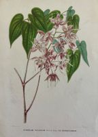 Lithographie um 1850, Botanik, Pflanzen, Blumen