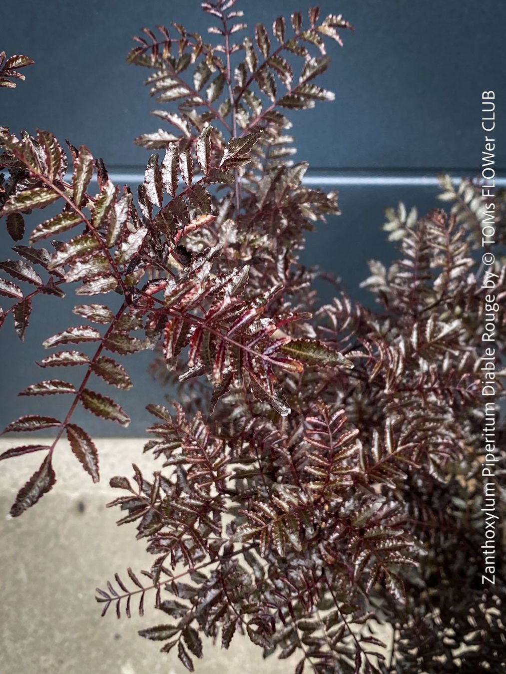 Pflanzen & Samen: Zanthoxylum Piperitum 'Diable Rouge' - Japanischer Pfeffer – Neu und originalverpackt aus Adliswil von asTOMas963