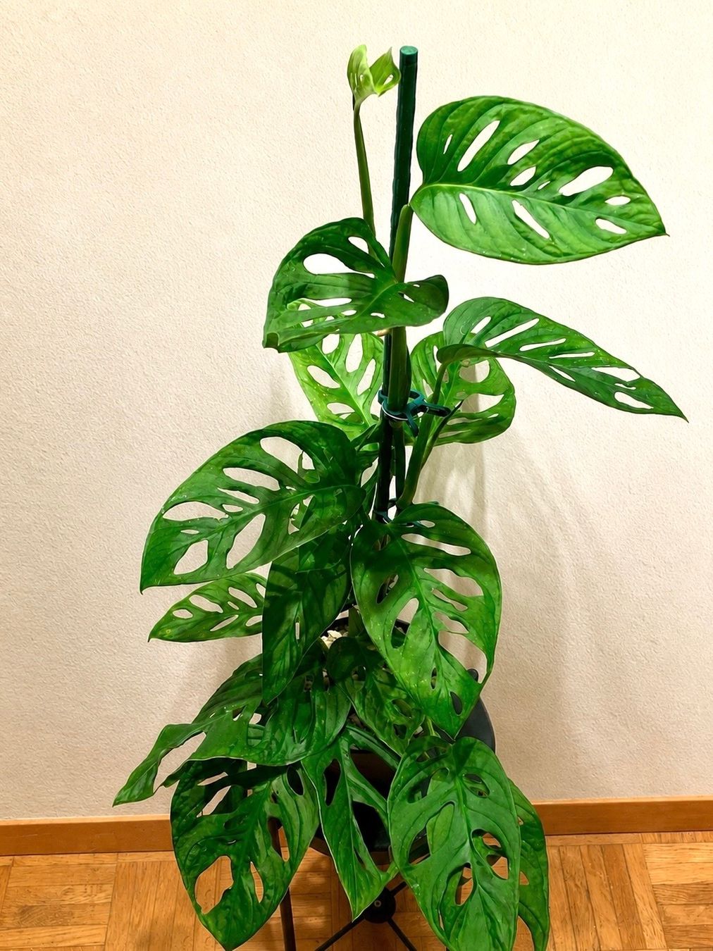 Piante & sementi: Monstera Monkey Leaf – Nuovo (secondo la descrizione) da Zürich venduto da Leafscape