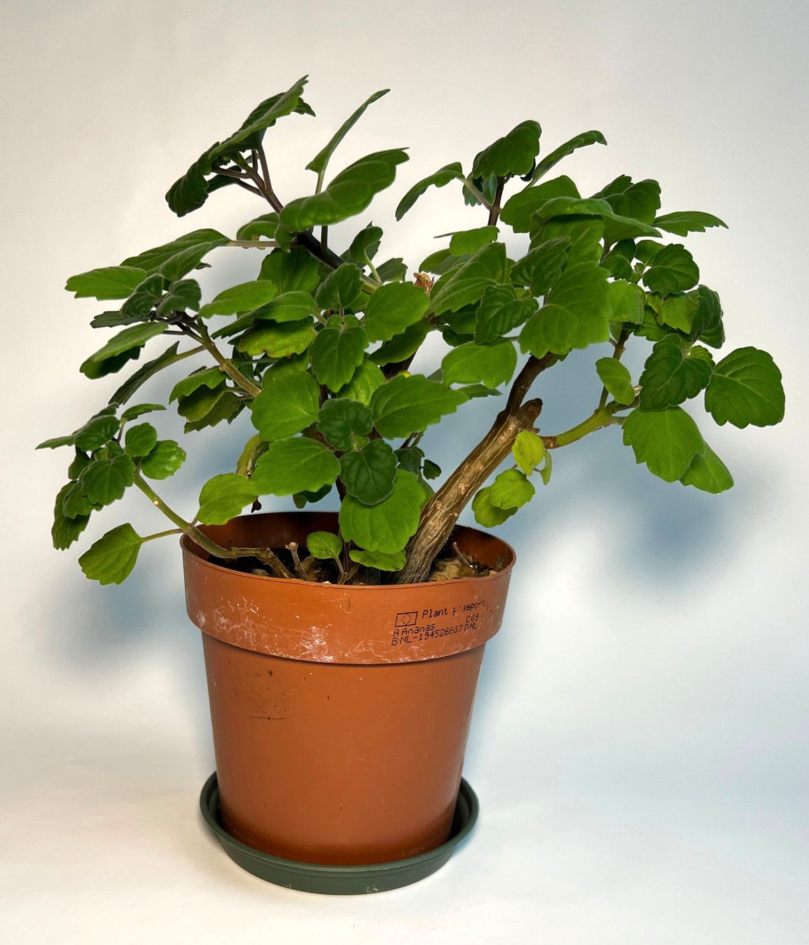 Piante & sementi: Plectranthus***** – Usato da Dübendorf venduto da Orchid18 1