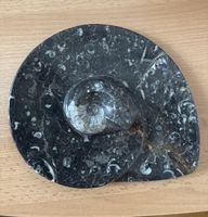 Ammoniten Platte Fossil Versteinert Dekoration Fossilienfund