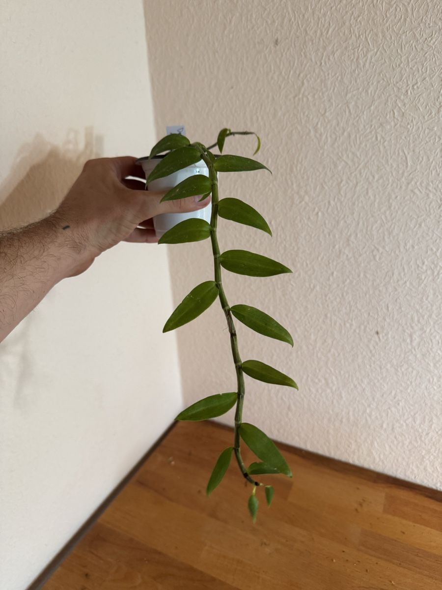 Piante & sementi: Dendrobium ‚Bohemian Rapsody‘ – Usato da Männedorf venduto da mrclst 2