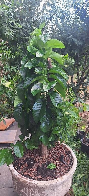 Piante & sementi: Zitronenbaum – Usato da Madiswil venduto da Oleander2 1