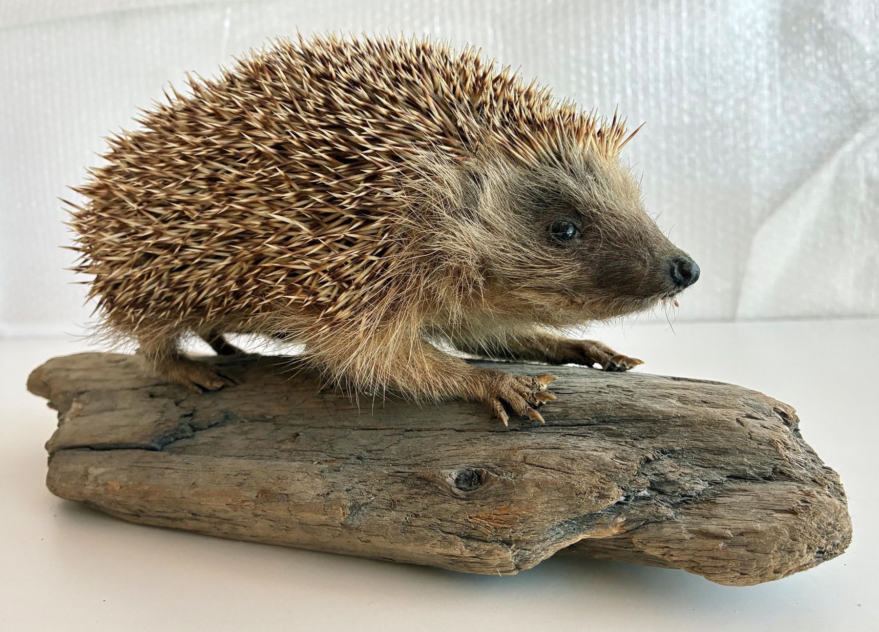 Welt der Tiere: Herziger Igel – Gebraucht aus Bäretswil von robsonantik 4