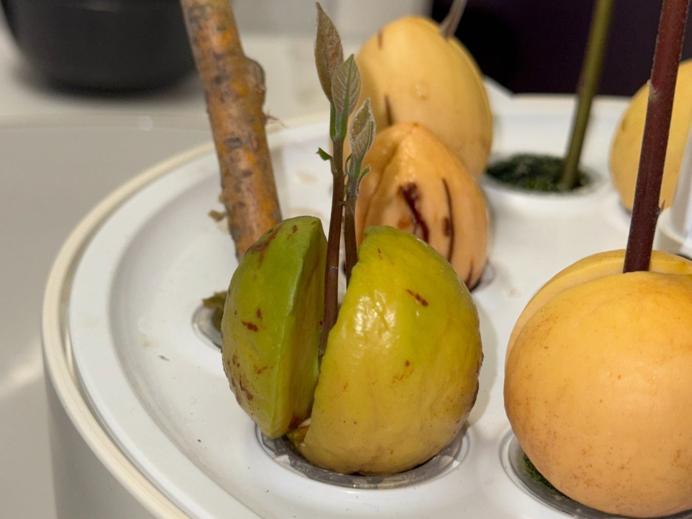 Piante & sementi: Avocado Baum (Doppelstamm) – Usato da Schlieren venduto da Edgar_k 7
