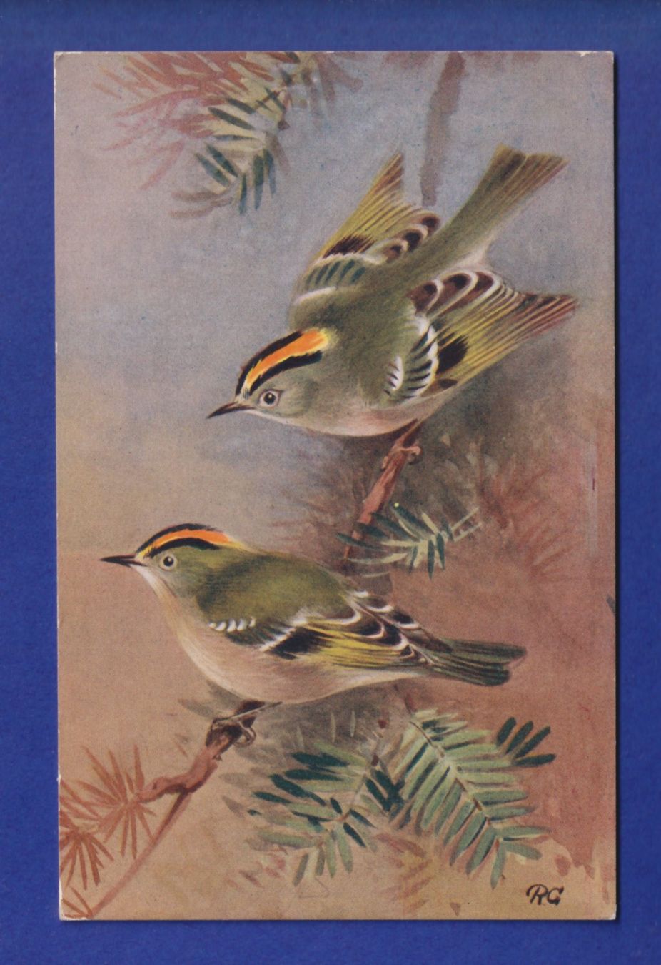 Cartoline postali: OISEAU - Roitelet huppé – Usato da Pully venduto da nicecards-shop
