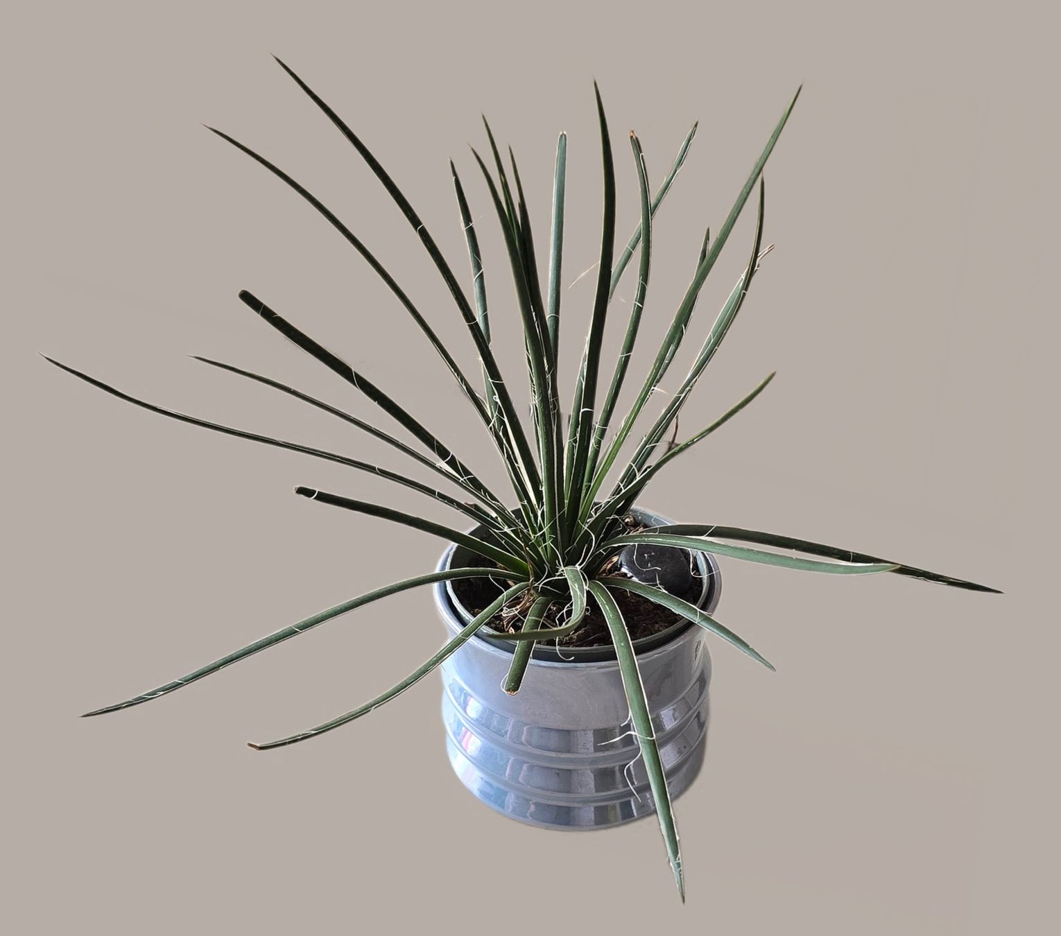 Plantes & graines: Agave geminiflora – Neuf (Voir description) à Aarburg par Glitzerschein 4