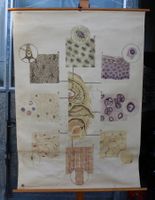 Antikes Schulwandbild Biologie – „Zelle · Gewebe · Organ“ (N