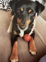 Diamond Painting Hund Bella