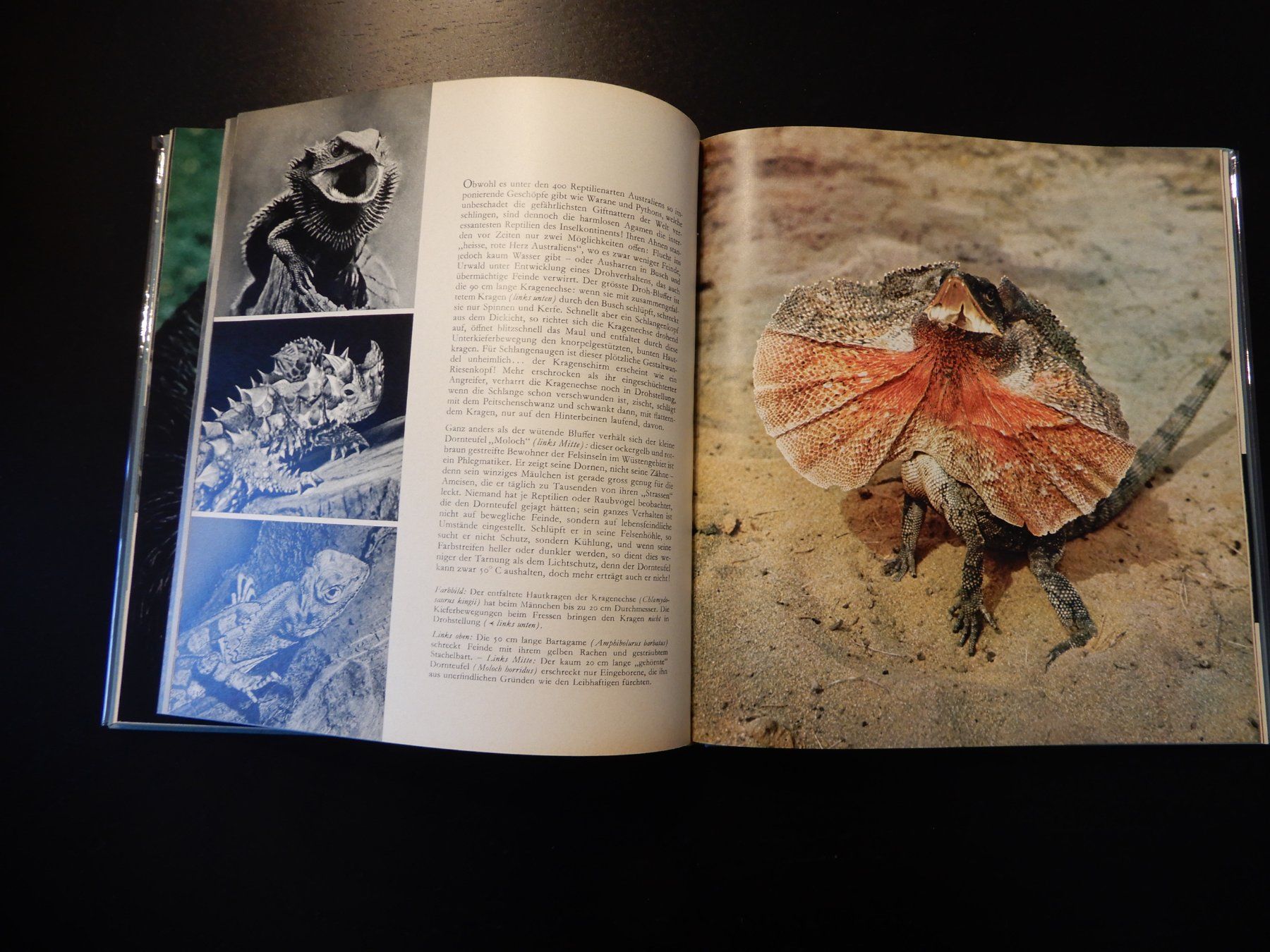 Libri: Fauna ferner Inseln - neuwertig 1965 – Usato da Erstfeld venduto da Mario_boe0 5