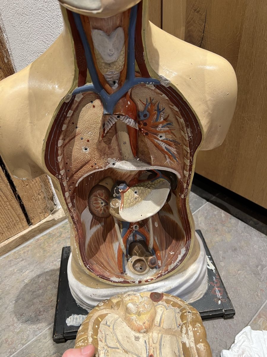 Kit di modellismo & Modellini statici: Anatomie Modell Mensch Körper Lehrmodell Schul Schnittmodell – Usato da Theilingen venduto da ovi123 4