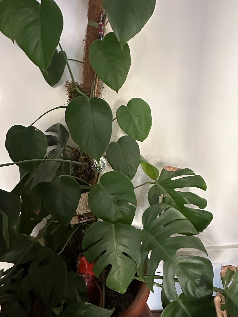 Piante & sementi: Monstera / Zimmerpflanze – Usato da Basel venduto da janapuehringer 1