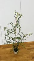 Kunstpflanze Natural 2 von LIVIQUE (ca. 140-145 cm)