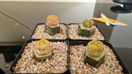 Lophophora Fricii f. Variegata (Auf Jusbertii veredelt)
