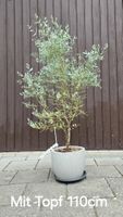  Eukalyptus 'France blue '